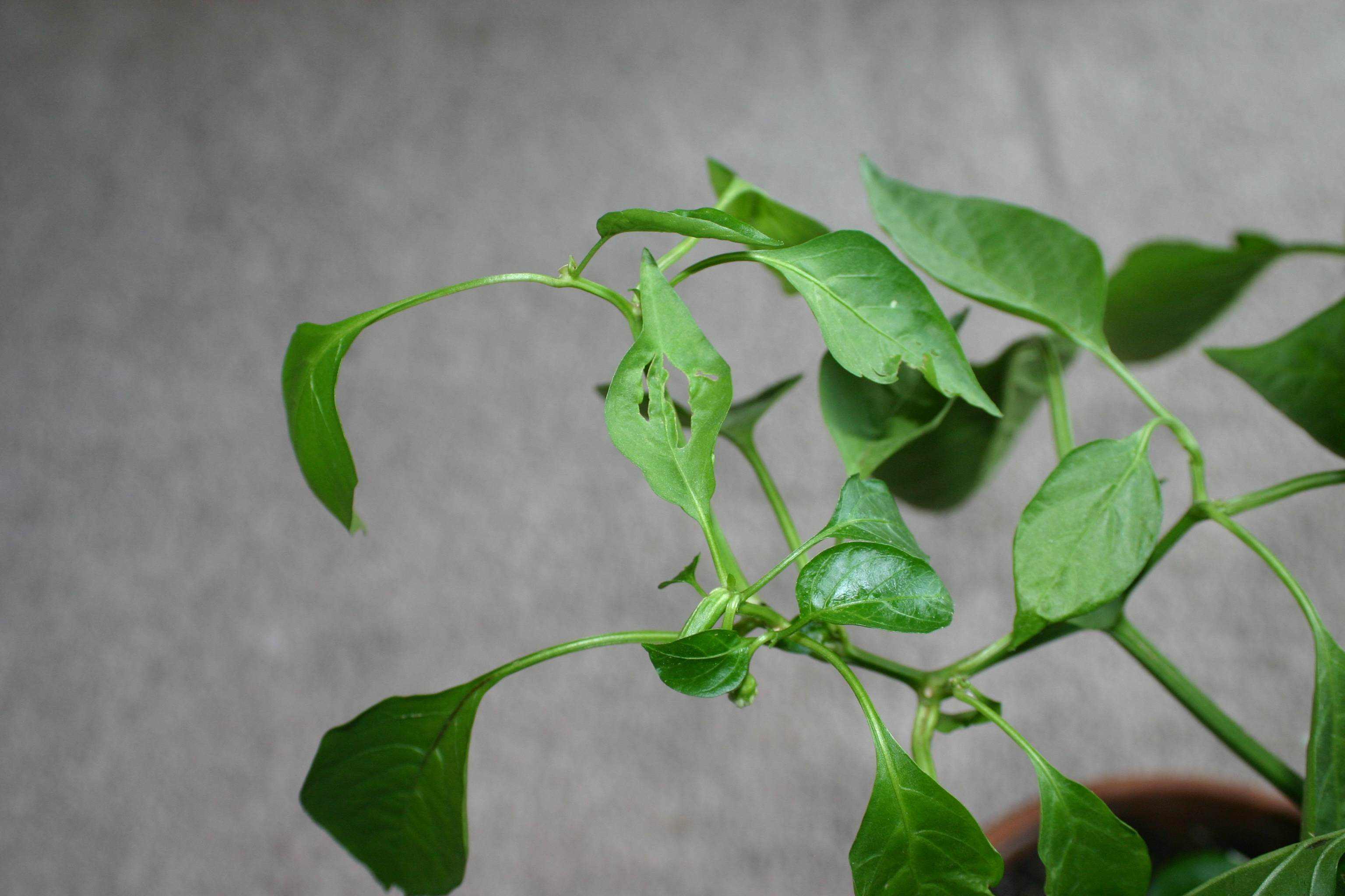 Pepper, bell what is causing holes in my pepper plants leaves?