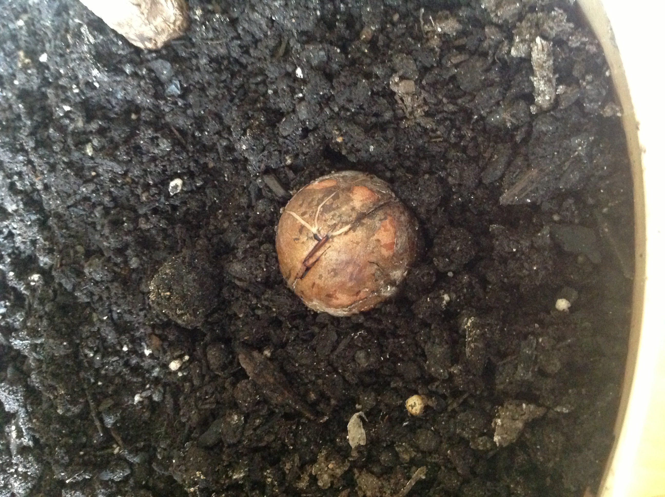 Avocado Avocado Seed Won t Germinate What s The Problem 
