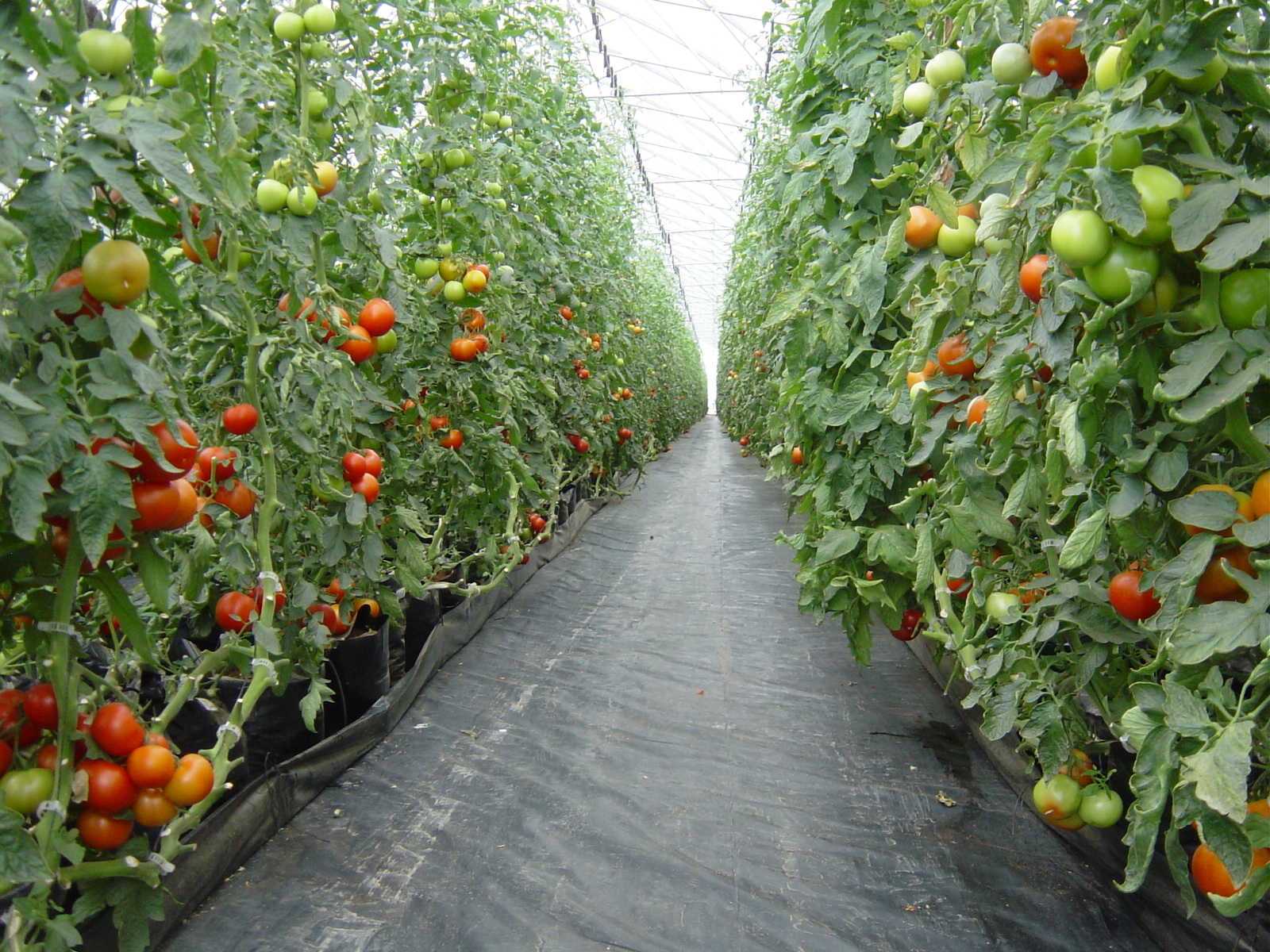 Tomato How to hand pollinate tomatoes, peppers and squash?