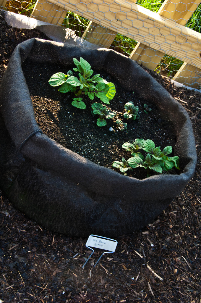 General How to grow potatoes in sacks?