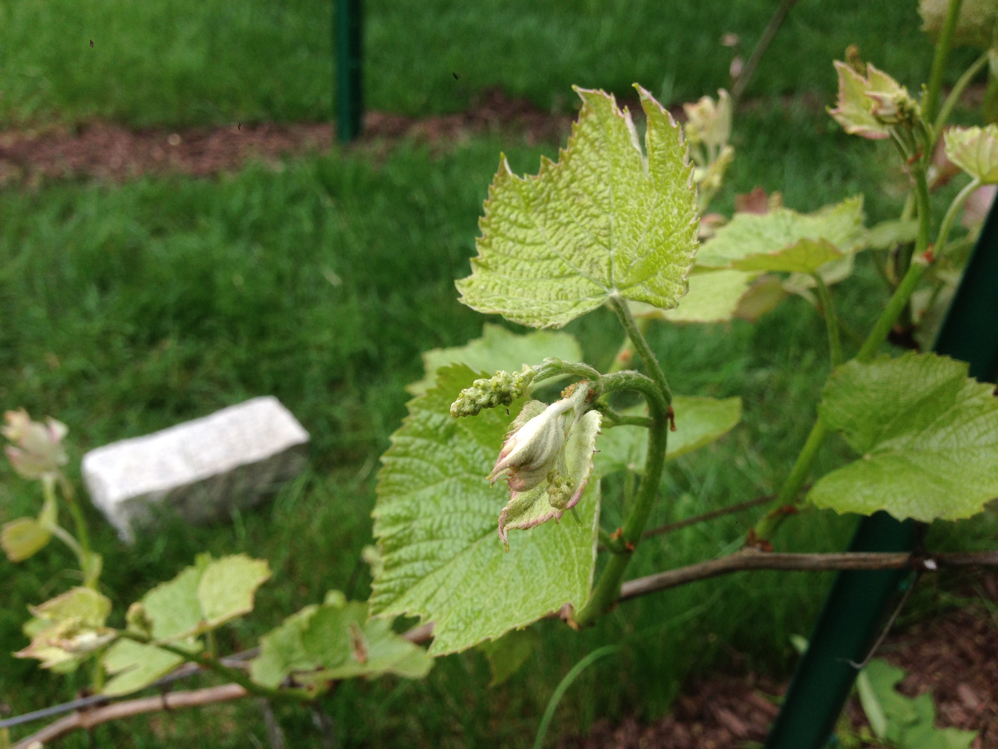 Grape How to protect young grapes from frost