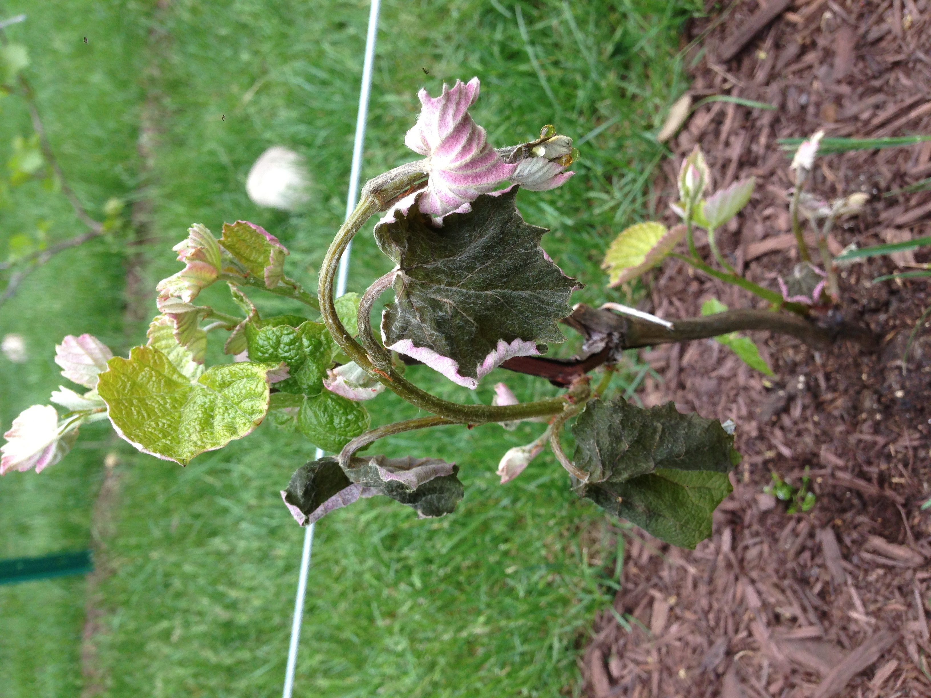 Grape How to protect young grapes from frost