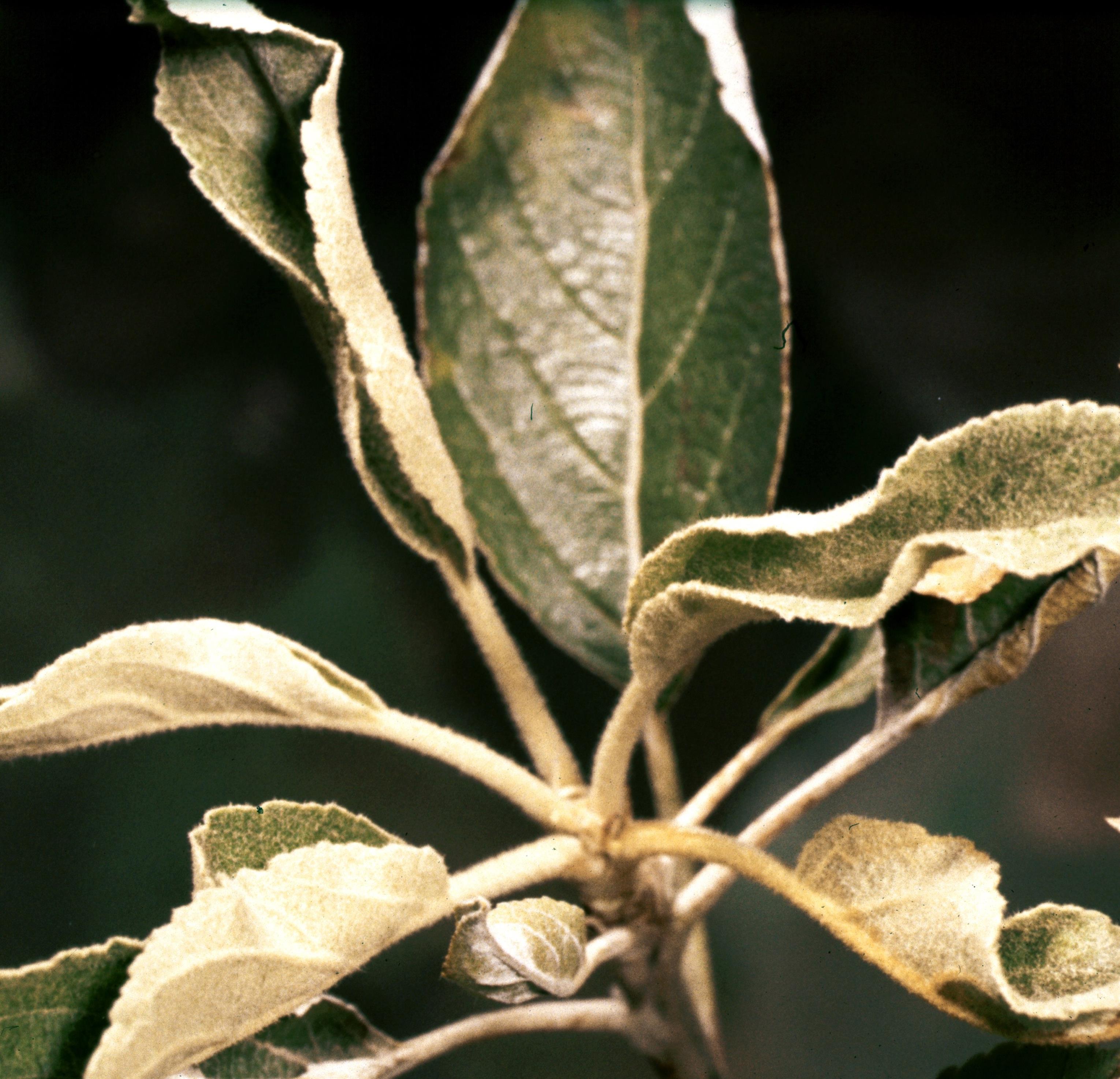Apple Diseases And Pests Description Uses Propagation