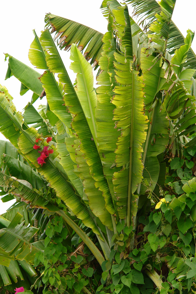 Banana Diseases and Pests, Description, Uses, Propagation