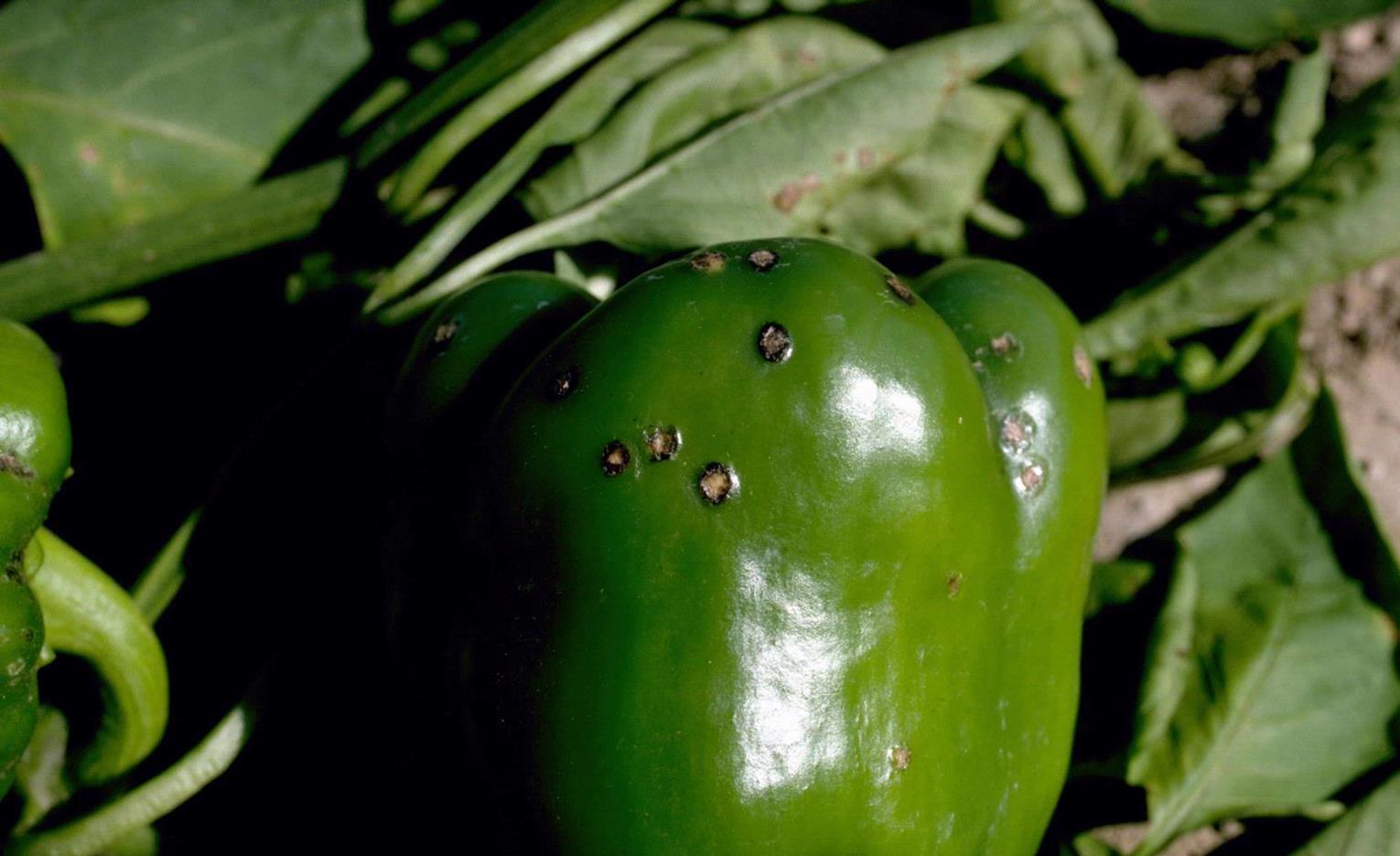 Pepper, bell Diseases and Pests, Description, Uses, Propagation