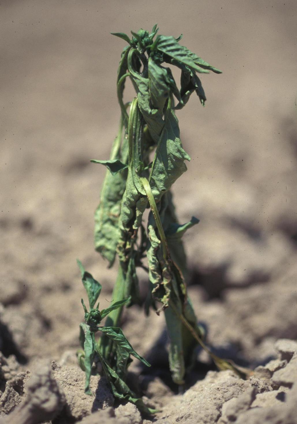 Pepper, bell Diseases and Pests, Description, Uses