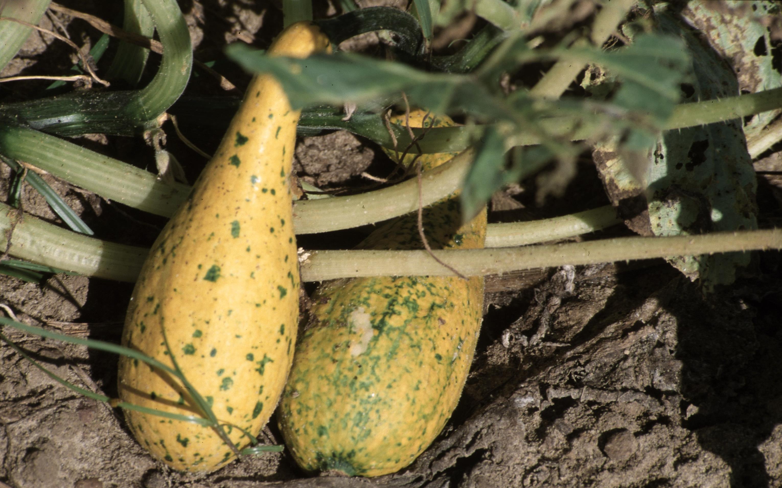Squash Diseases and Pests, Description, Uses, Propagation