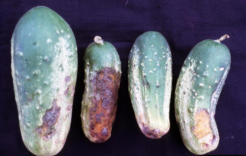 Cucumber Diseases and Pests, Description, Uses, Propagation
