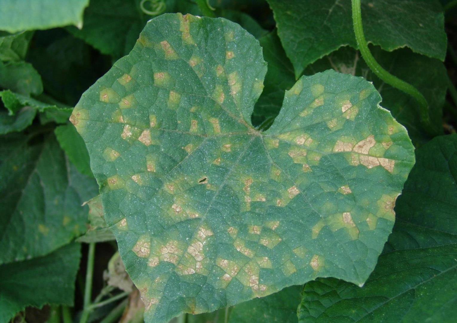 Cucumber Diseases and Pests, Description, Uses, Propagation