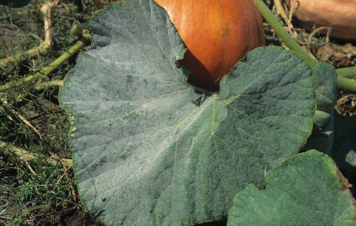 Pumpkin Diseases and Pests, Description, Uses, Propagation
