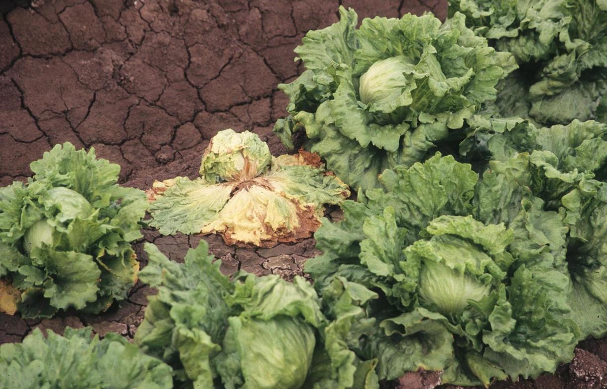 Lettuce Diseases and Pests, Description, Uses, Propagation