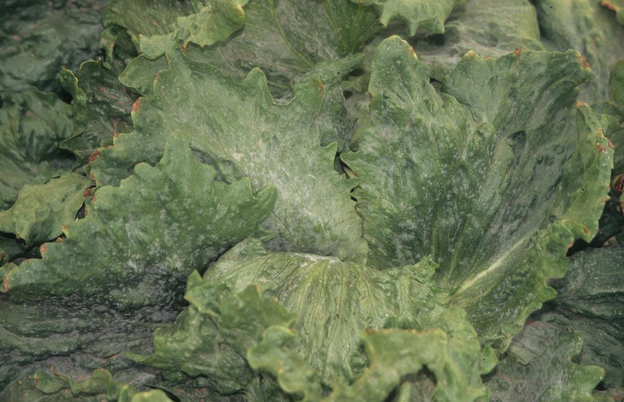 Lettuce Diseases and Pests, Description, Uses, Propagation