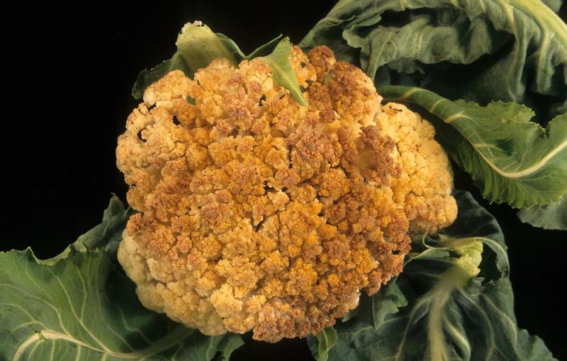 Cauliflower Diseases and Pests, Description, Uses, Propagation