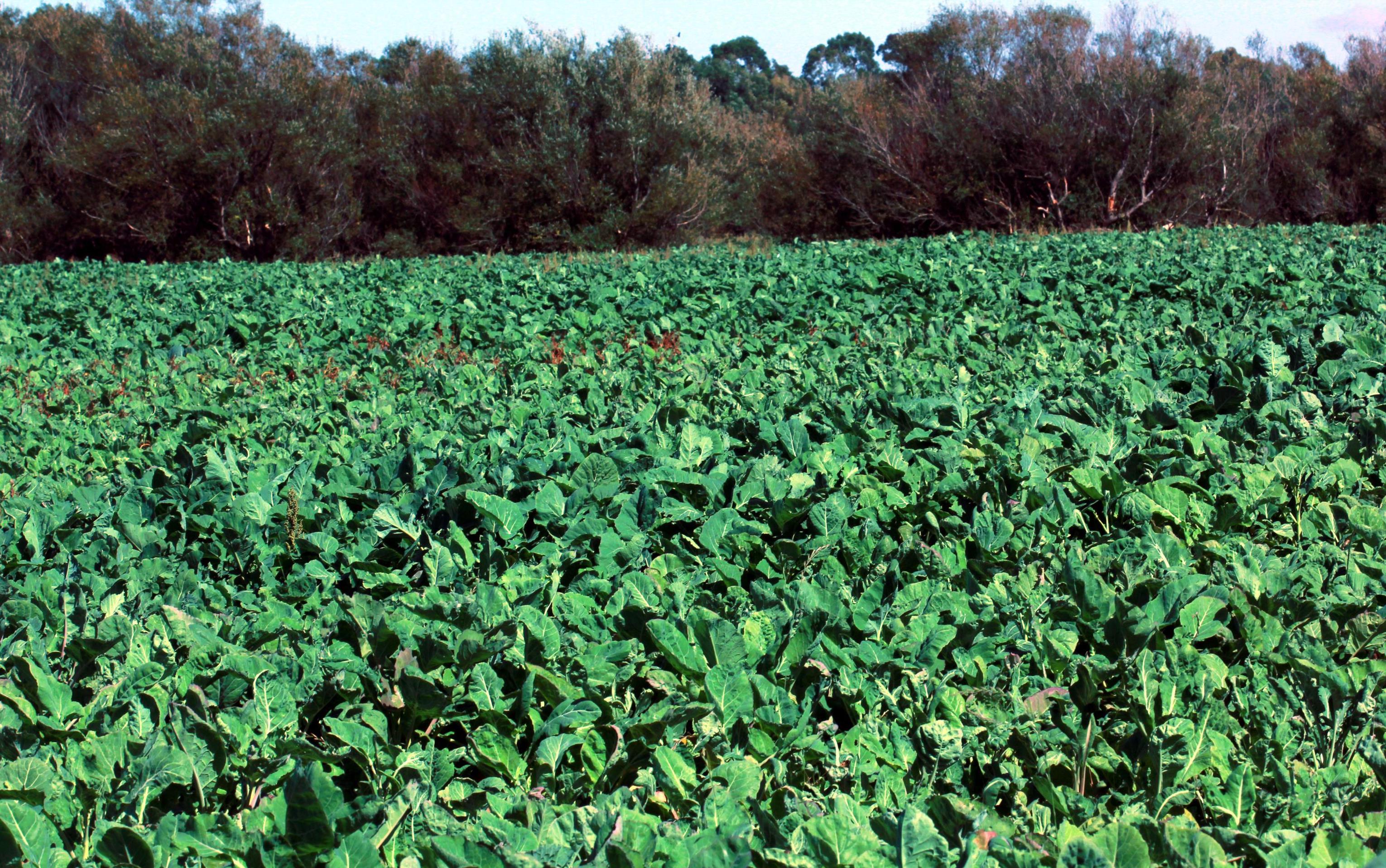 Turnip Diseases and Pests, Description, Uses, Propagation