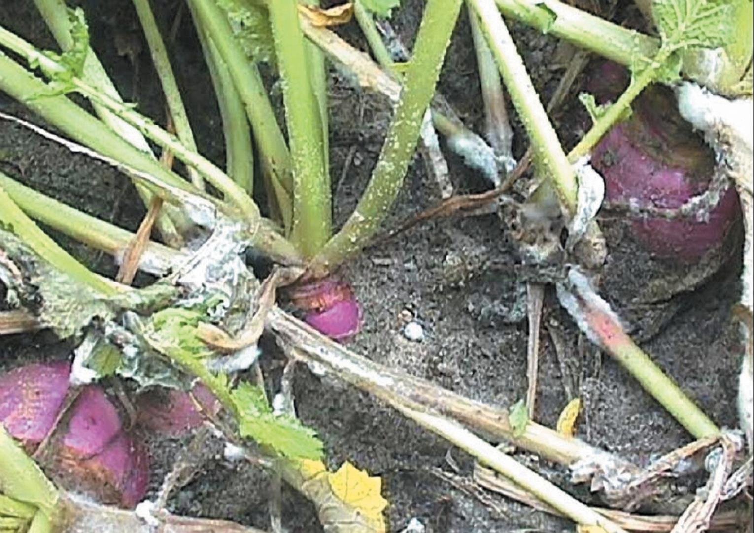 Turnip Diseases and Pests, Description, Uses, Propagation