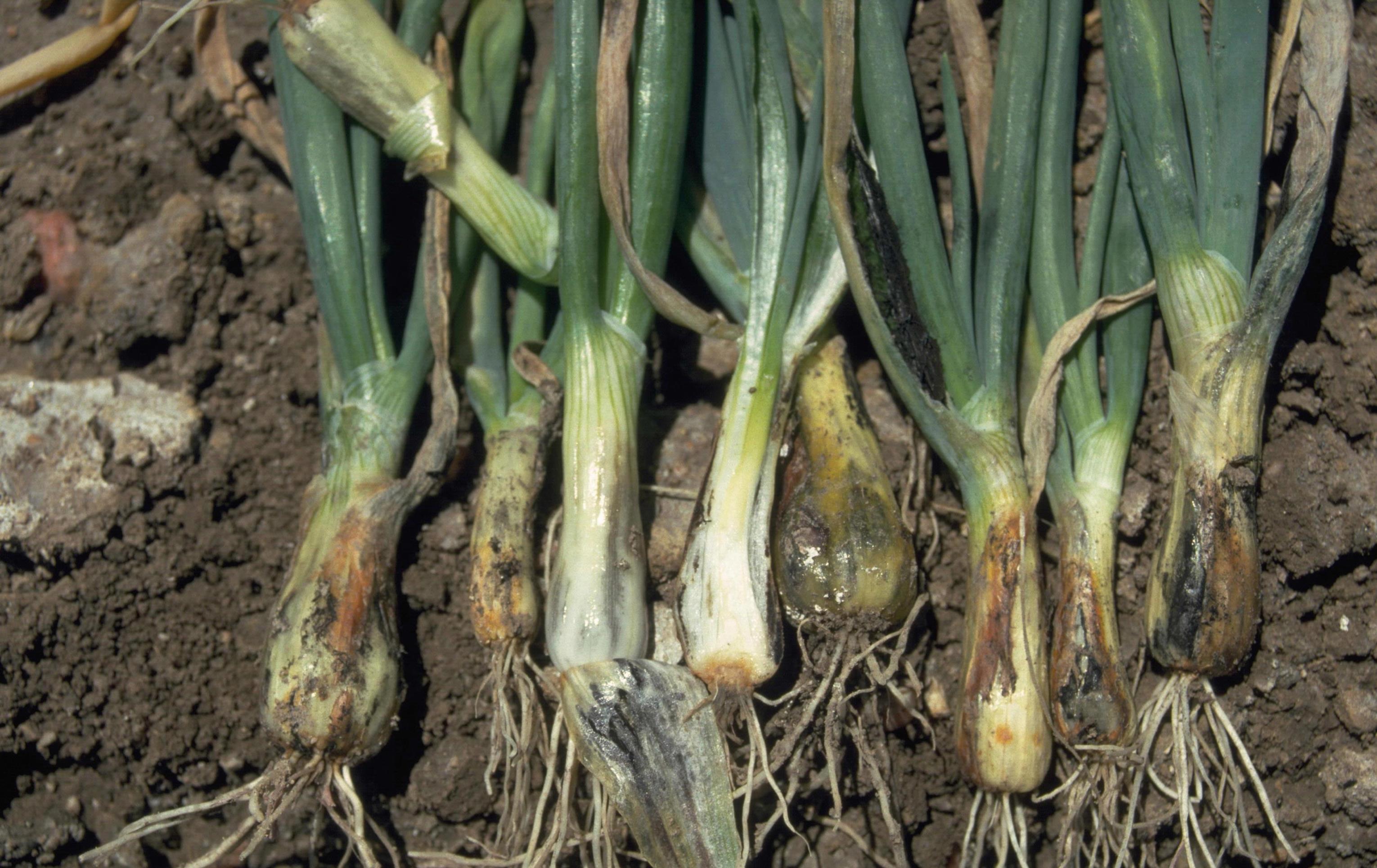 Onion Diseases and Pests, Description, Uses, Propagation