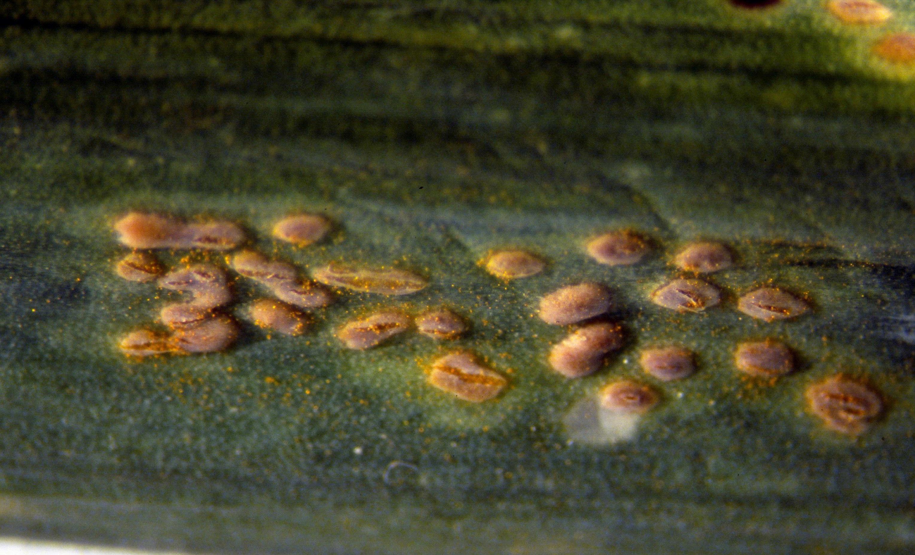 Garlic Diseases and Pests, Description, Uses, Propagation