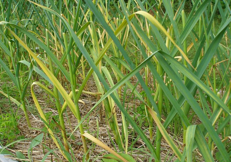 Garlic Diseases and Pests, Description, Uses, Propagation