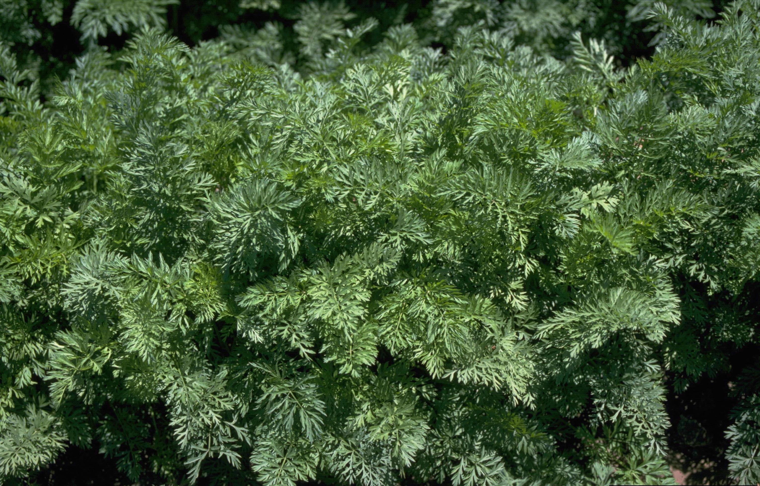 Carrot Diseases and Pests, Description, Uses, Propagation