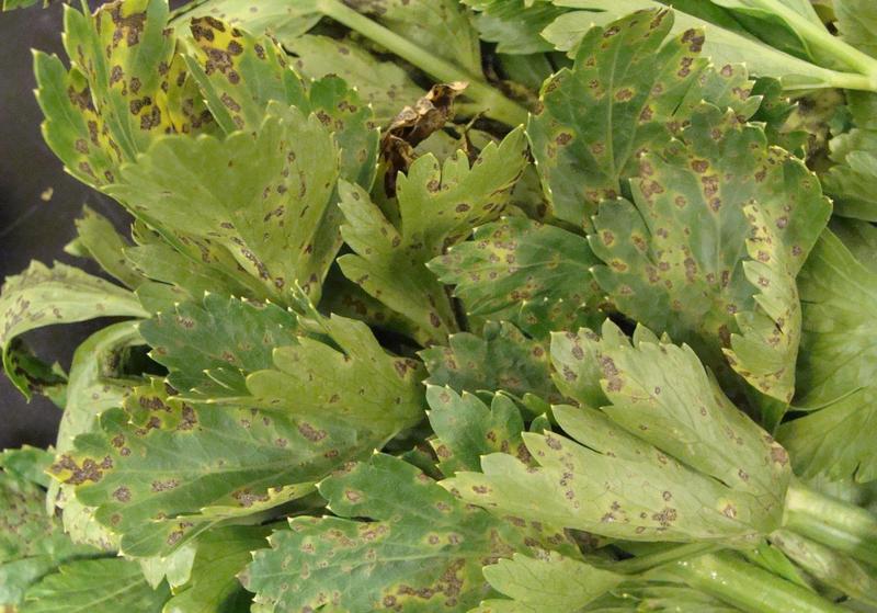 Celery Diseases and Pests, Description, Uses, Propagation