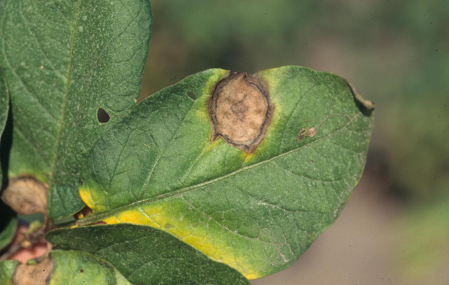 Potato | Diseases and Pests, Description, Uses, Propagation