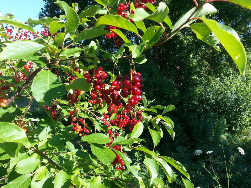 Cranberry Trying to identify this tree with red berries and ovate leaves