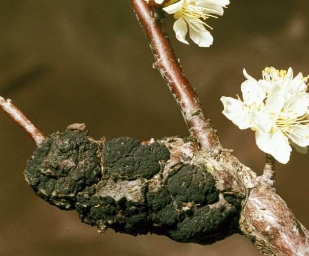 Plum and prune Diseases and Pests, Description, Uses, Propagation