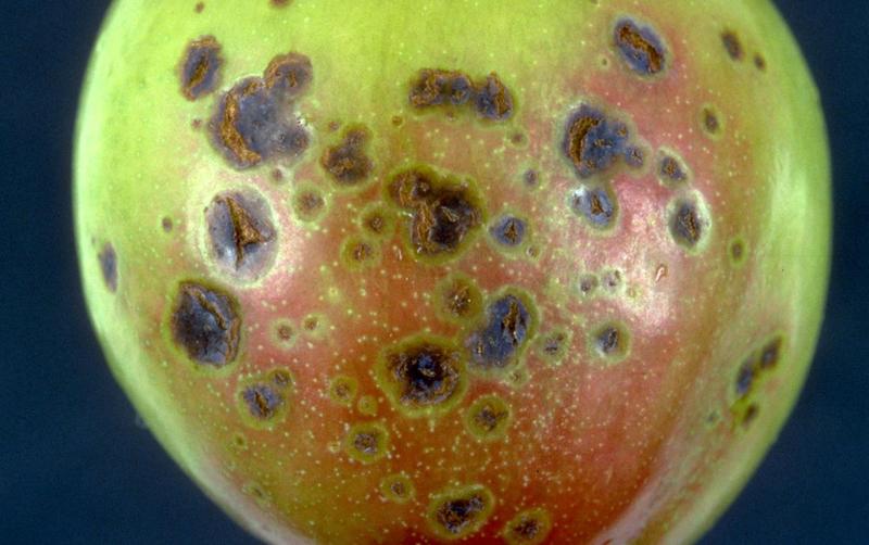 Plum and prune Diseases and Pests, Description, Uses, Propagation