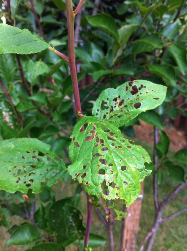 Plum and prune Holes and fuzzy white balls on plum prune leaves