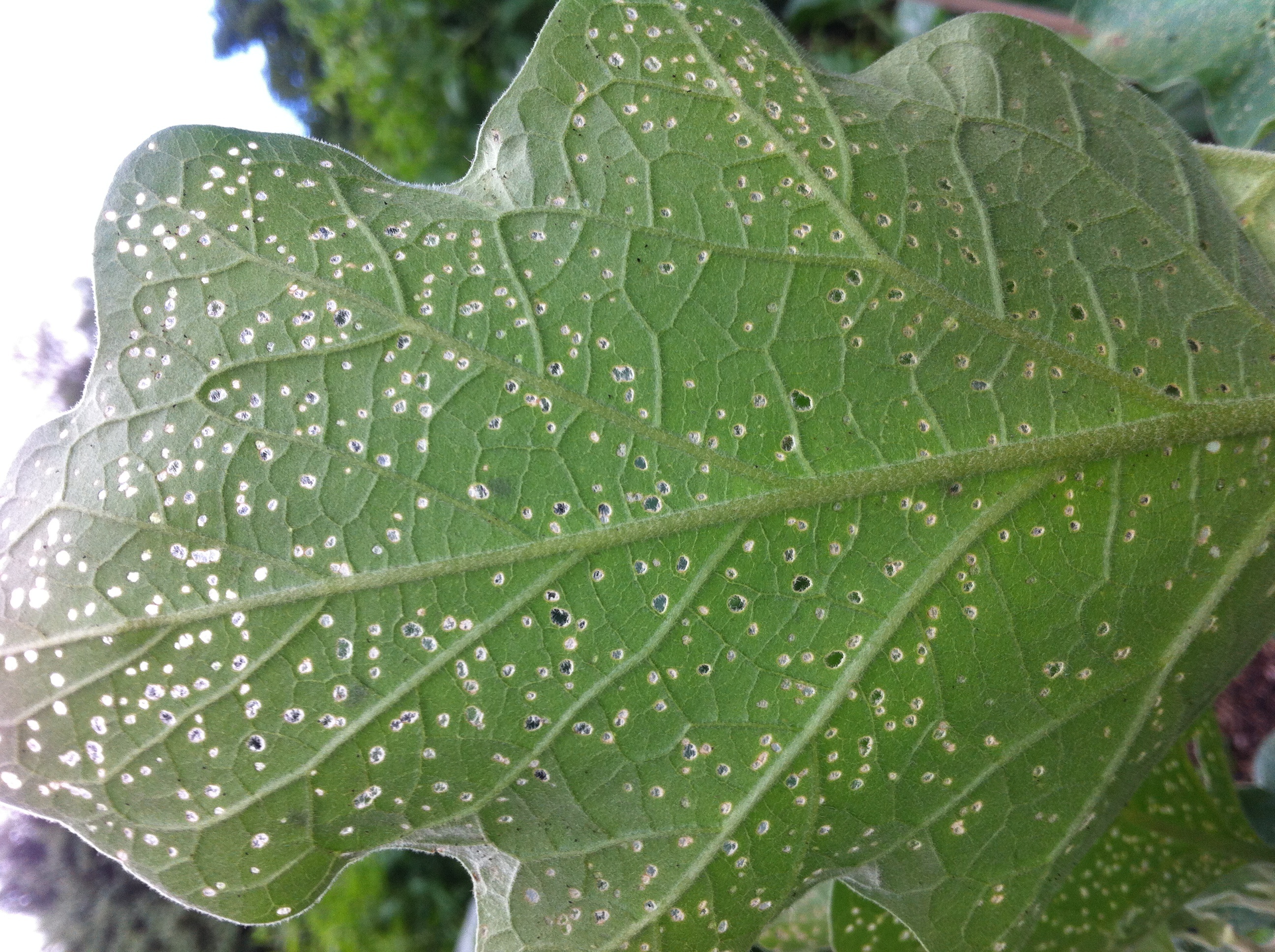 Eggplant Small black beetles eating eggplant leaves