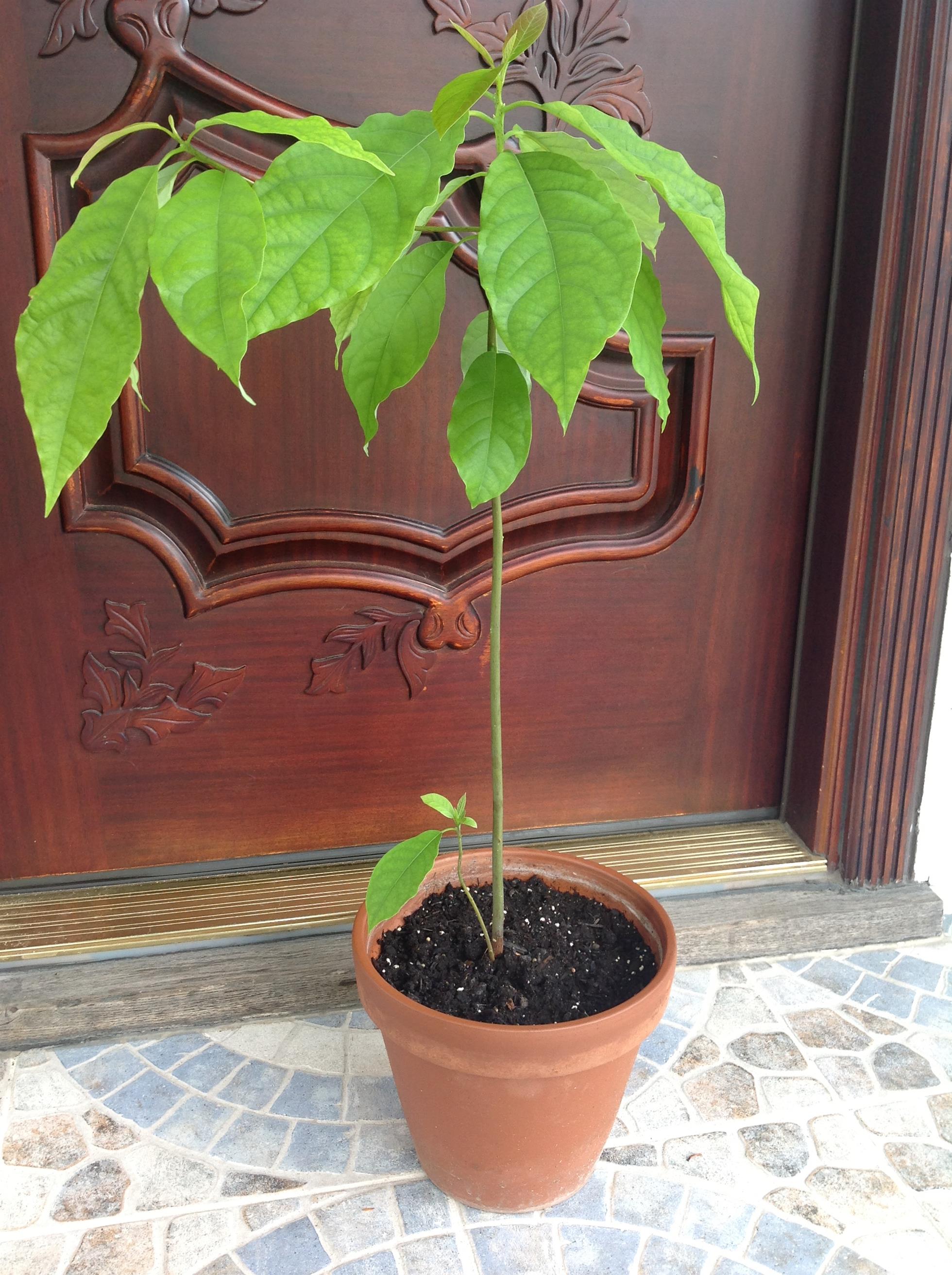 Avocado Growing avocado from seed