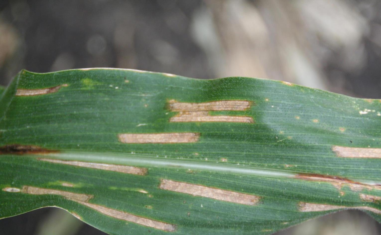 Maize (corn) Diseases and Pests, Description, Uses, Propagation
