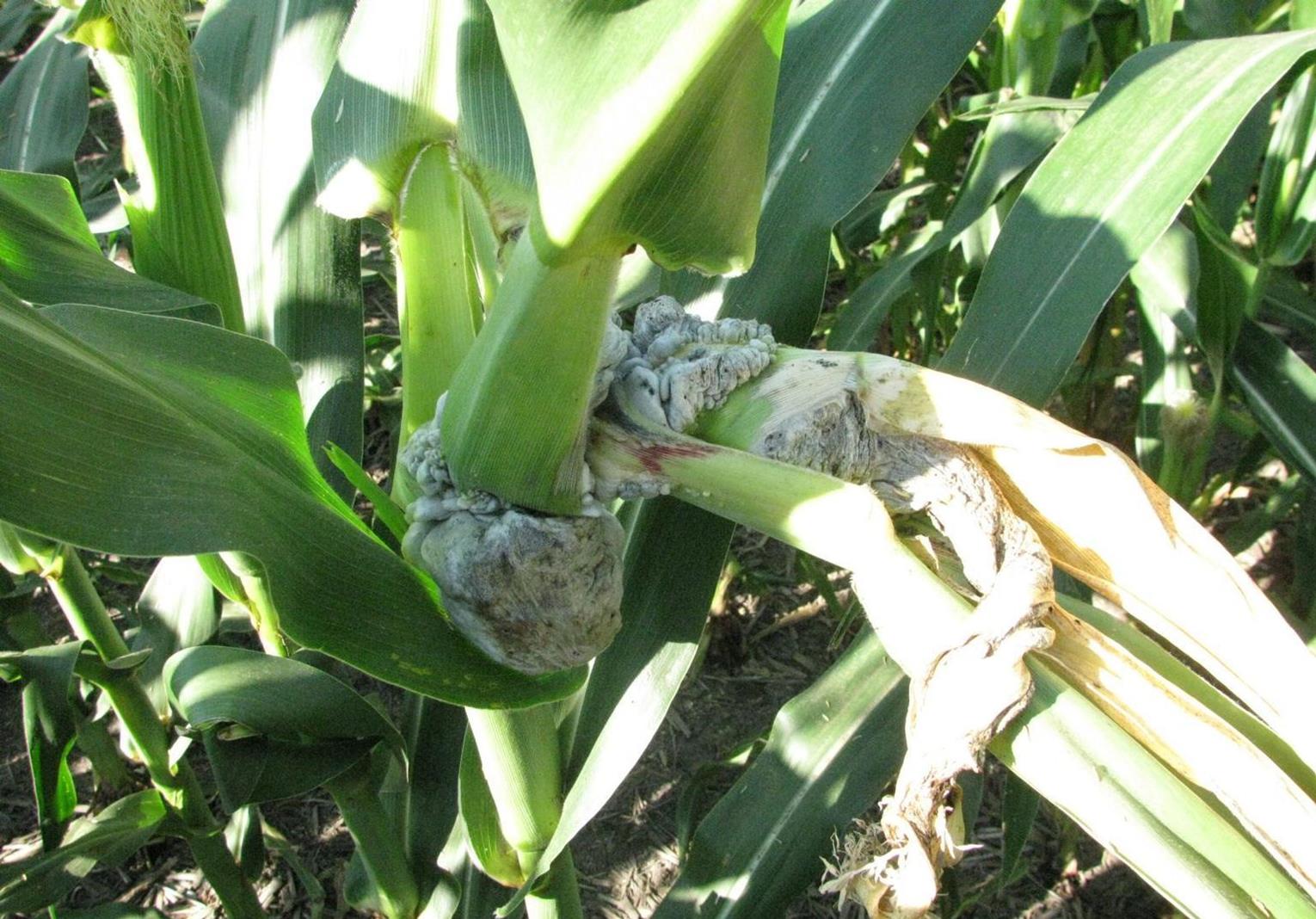 Maize (corn) Diseases and Pests, Description, Uses, Propagation