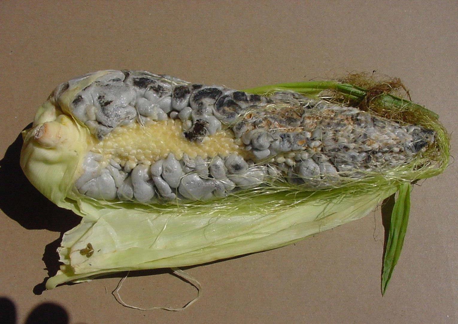 Maize (corn) Diseases and Pests, Description, Uses, Propagation