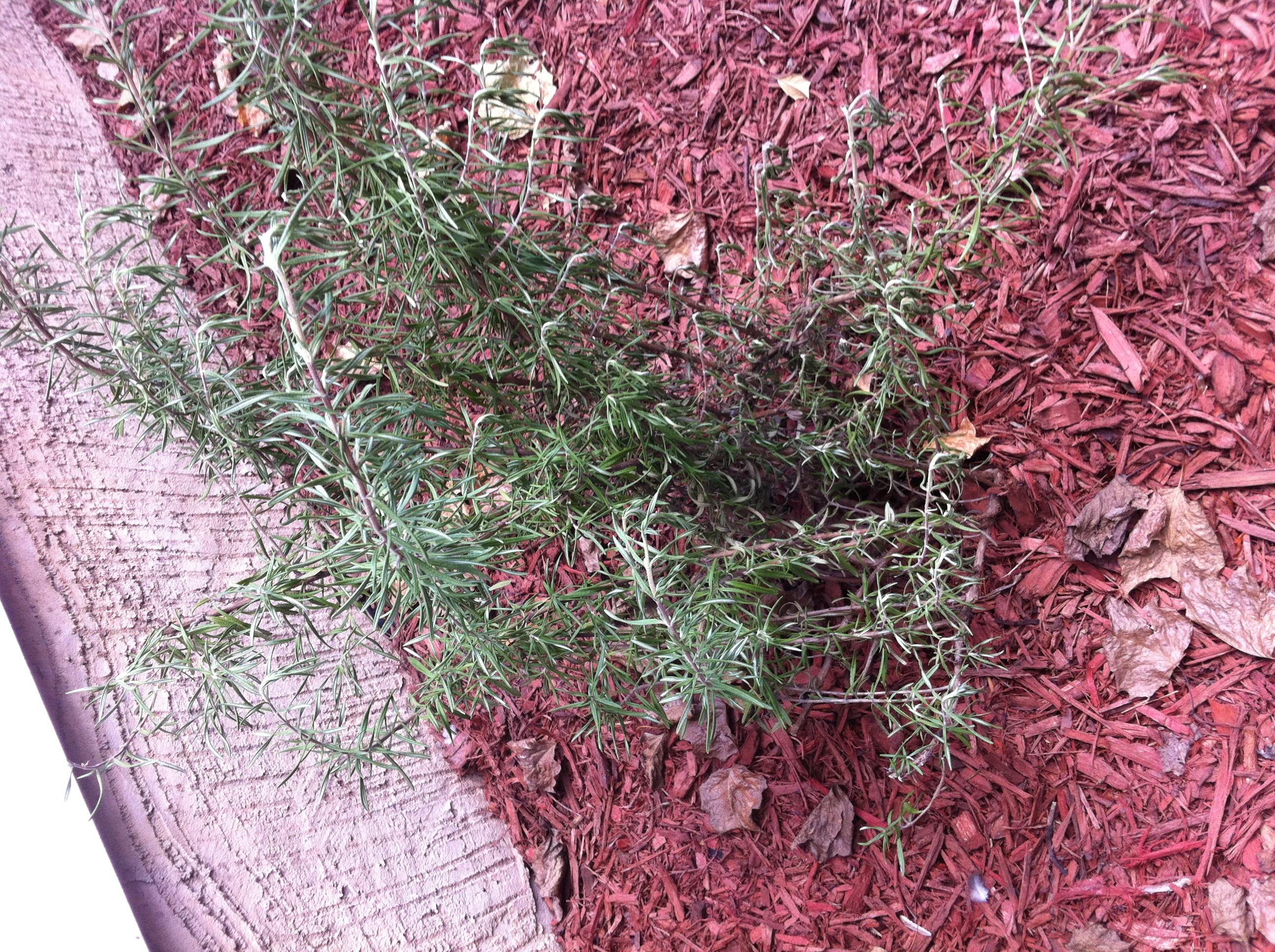 Rosemary Wilted rosemary plant