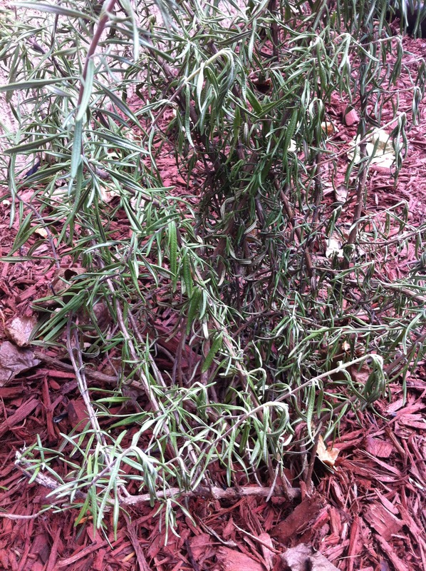 Rosemary Wilted rosemary plant
