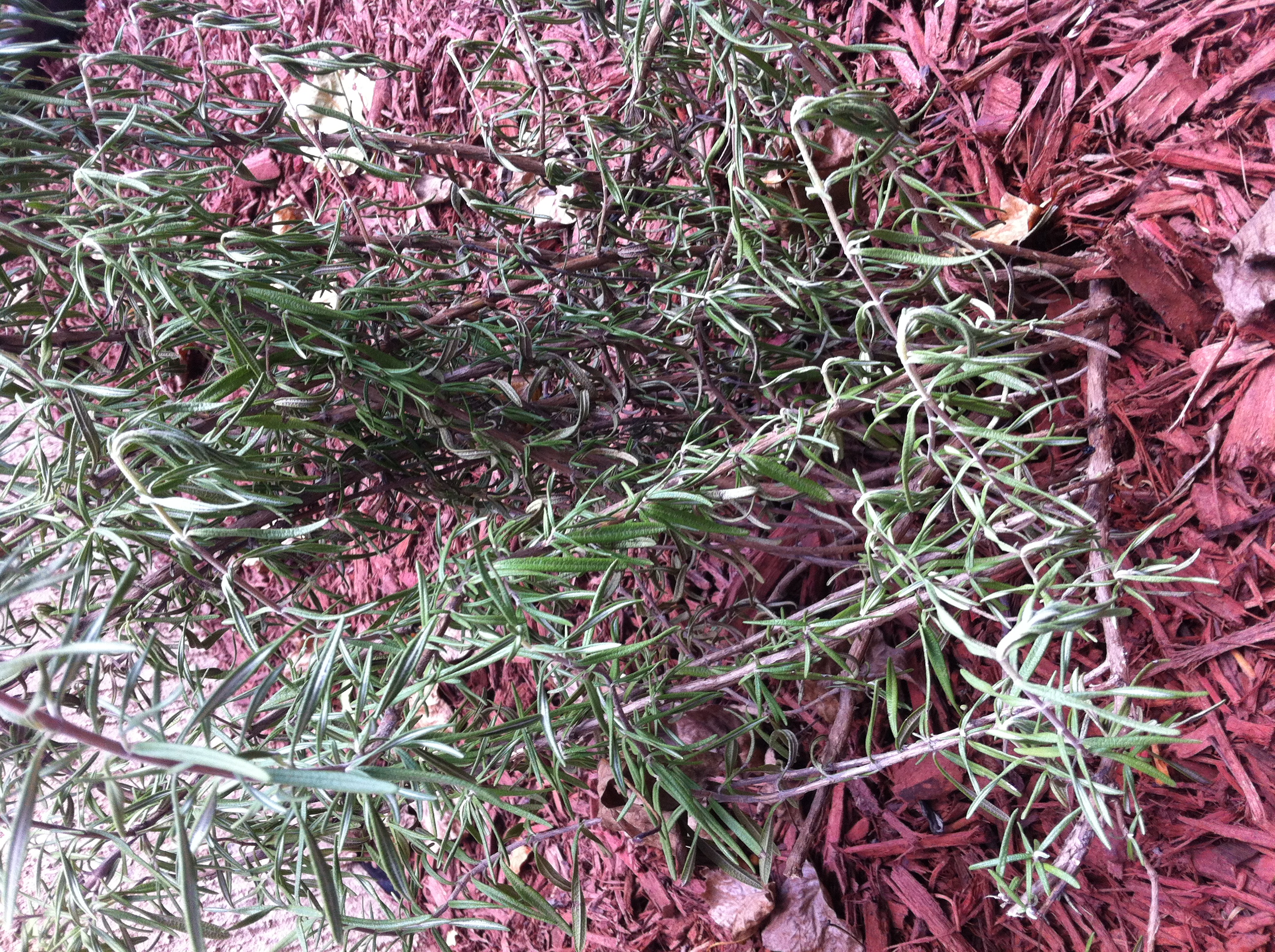 Rosemary Wilted rosemary plant