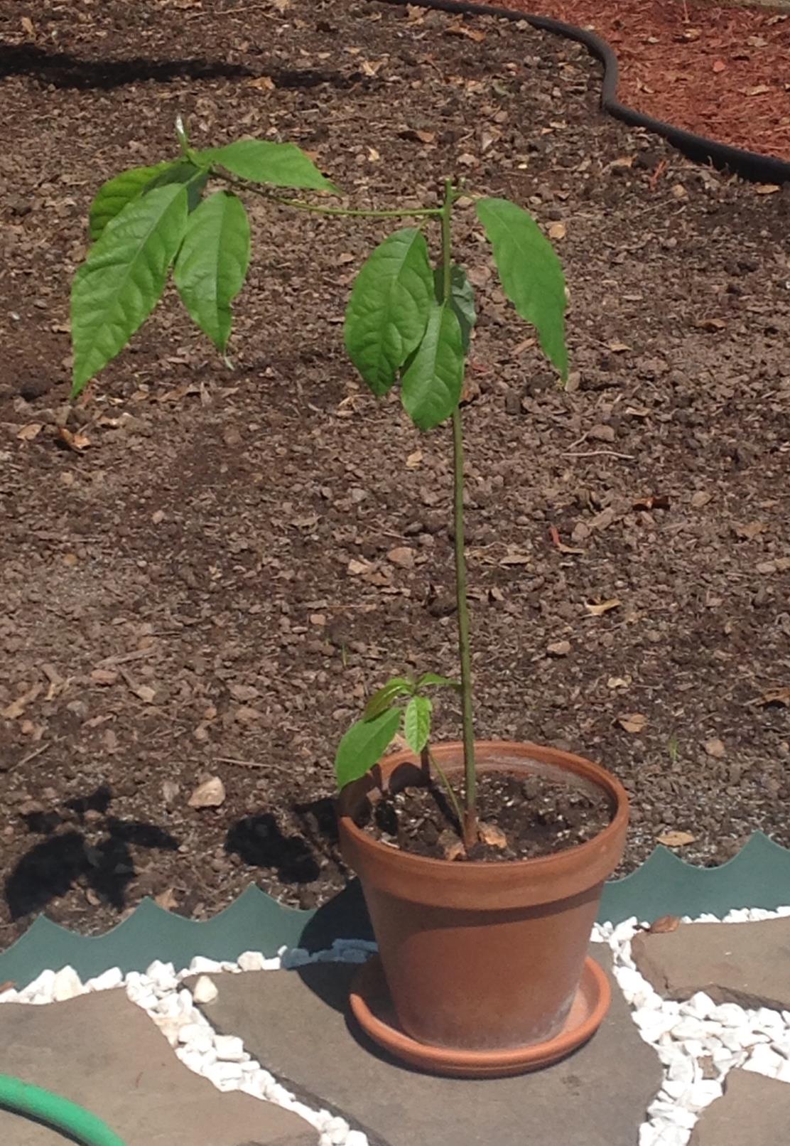 Avocado Training a young avocado plant in container