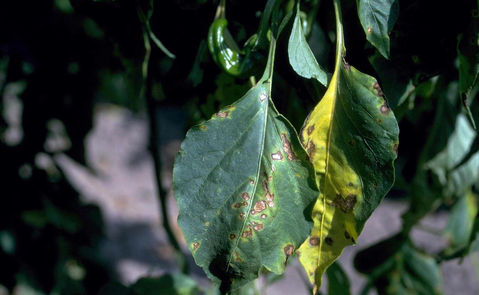 Pepper, bell Diseases and Pests, Description, Uses, Propagation
