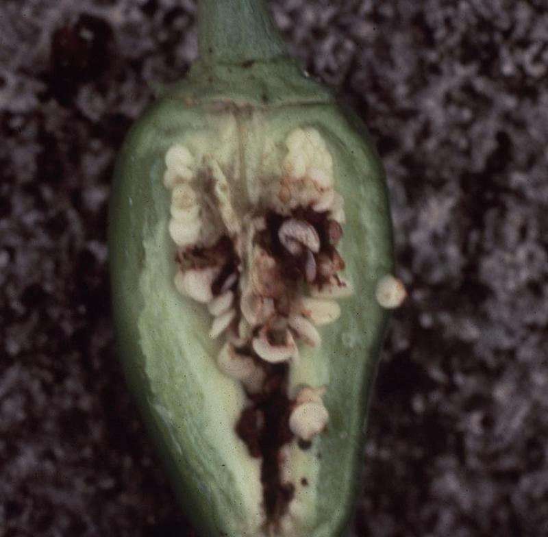 Pepper, bell Diseases and Pests, Description, Uses, Propagation