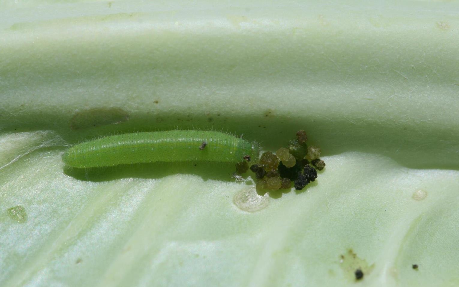 Brussels sprouts Diseases and Pests, Description, Uses, Propagation