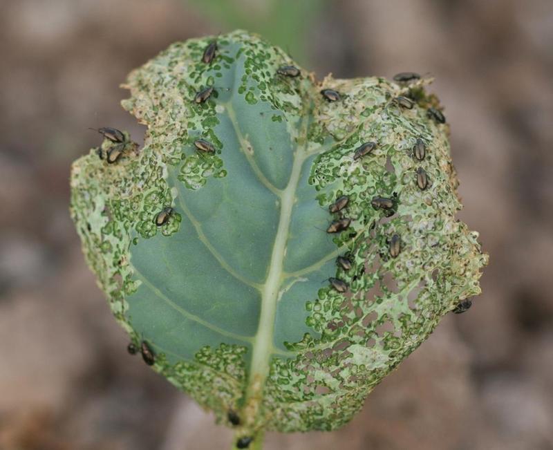 Pests On Broccoli Plants