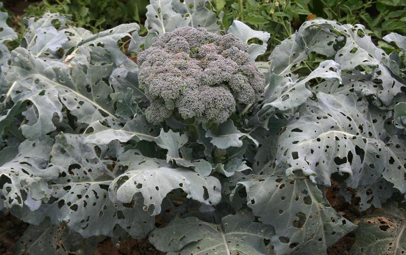 Broccoli Diseases and Pests, Description, Uses, Propagation