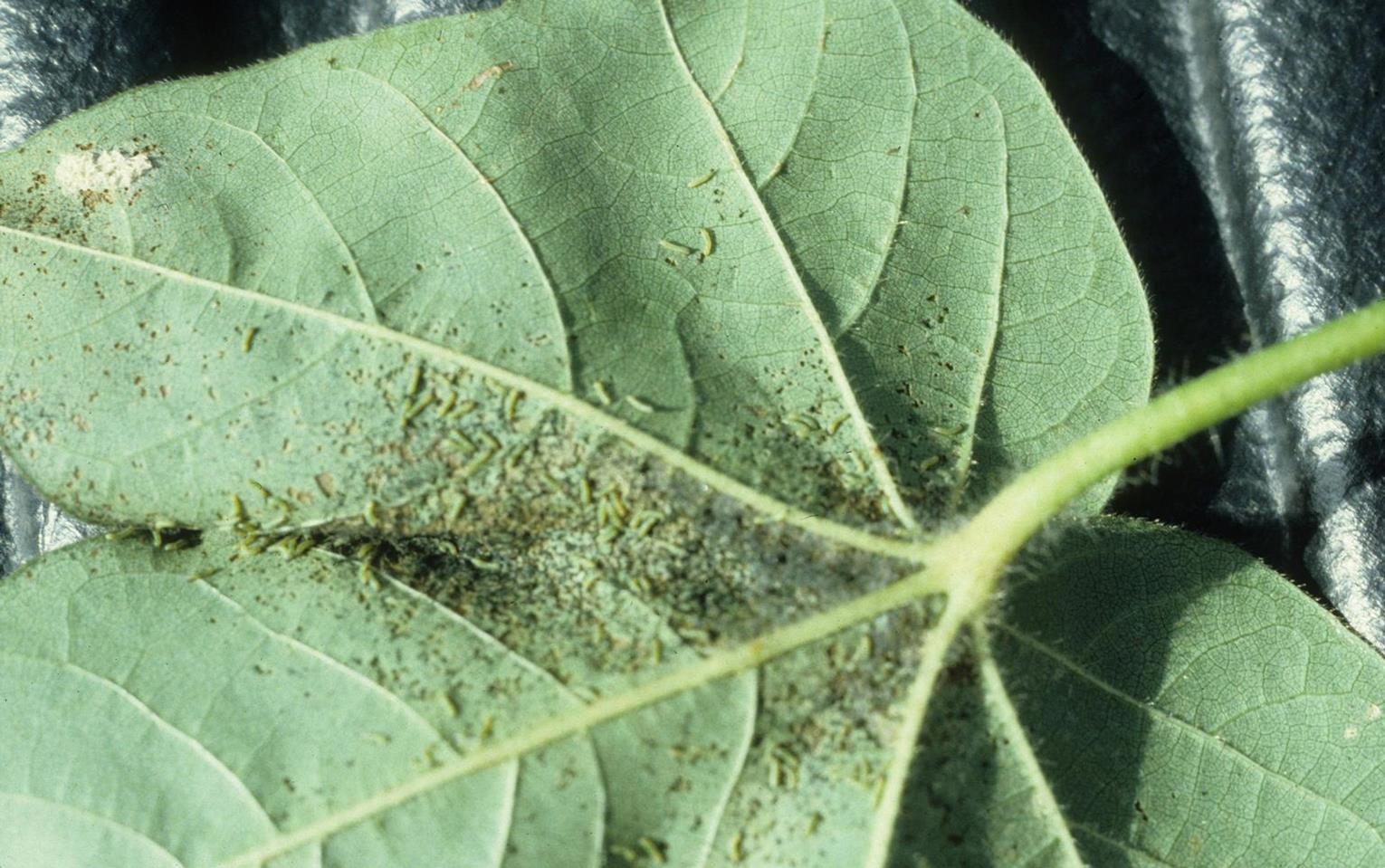 Collard greens Diseases and Pests, Description, Uses, Propagation