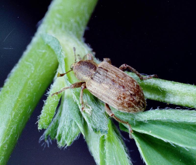 Alfalfa Diseases and Pests, Description, Uses, Propagation