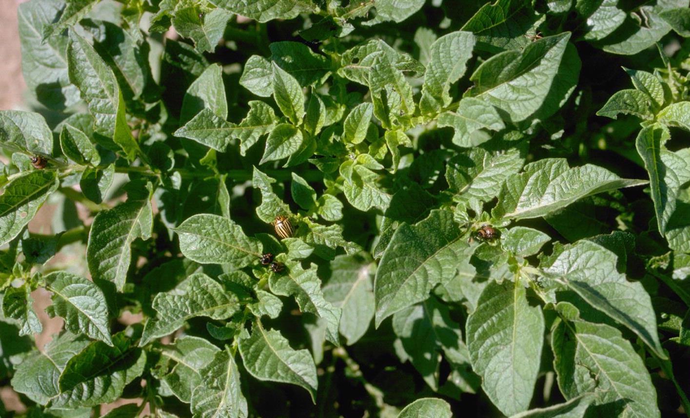 Potato | Diseases and Pests, Description, Uses, Propagation