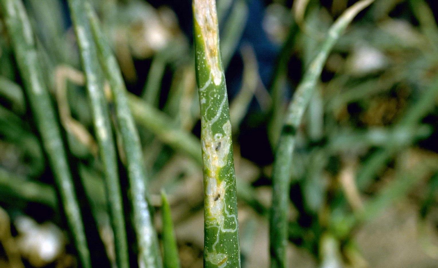 Garlic Diseases and Pests, Description, Uses, Propagation