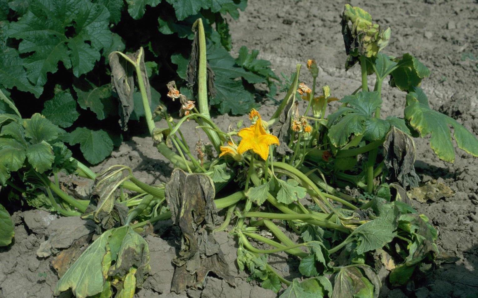 Pumpkin Diseases and Pests, Description, Uses, Propagation