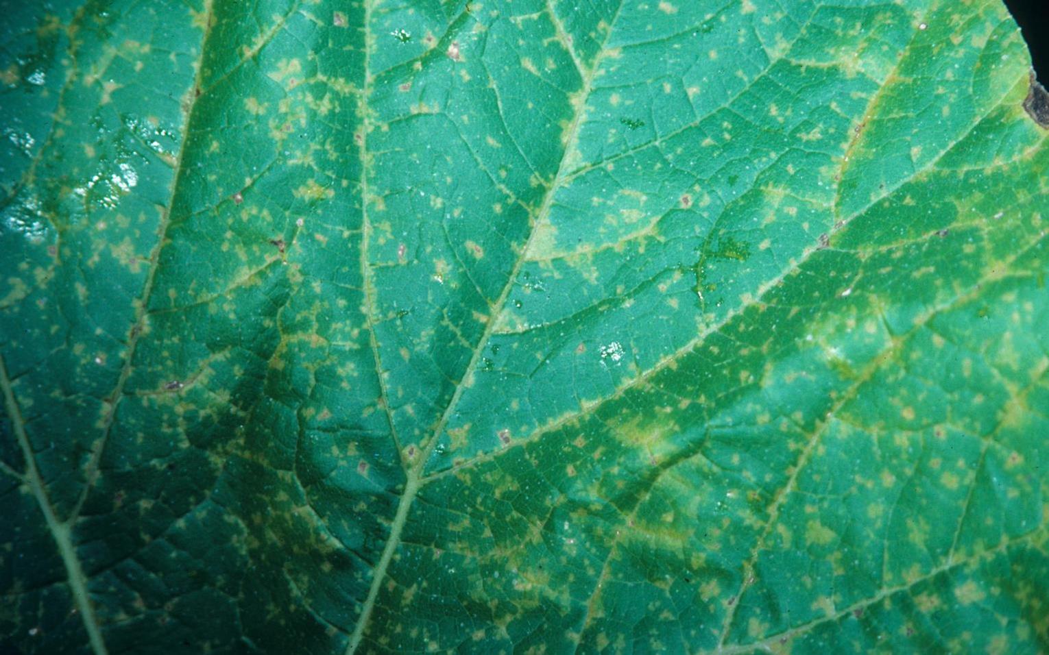 Pumpkin Diseases and Pests, Description, Uses, Propagation