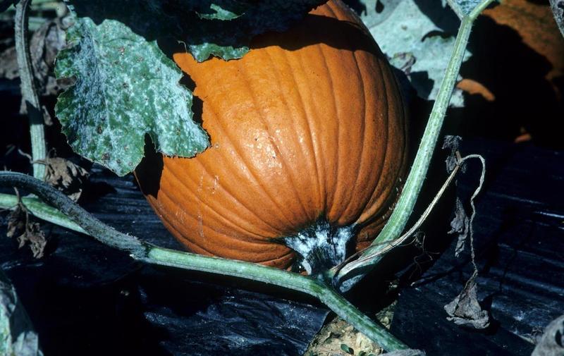 Pumpkin Diseases and Pests, Description, Uses, Propagation